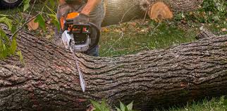 How Our Tree Care Process Works  in  Allendale, SC