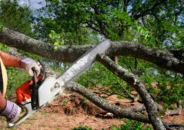 Best Tree Health Inspection  in Allendale, SC