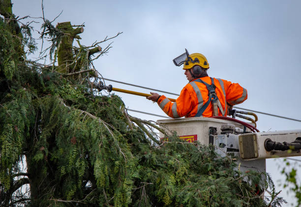 Best Tree Cabling and Bracing  in Allendale, SC