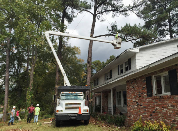 Best Tree Planting  in Allendale, SC