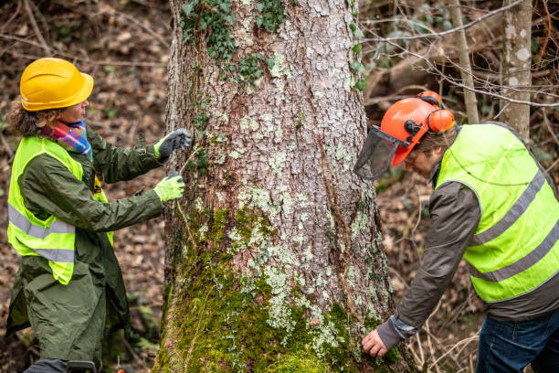 Best Tree Removal  in Allendale, SC