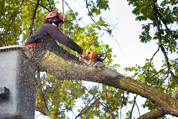 Best Utility Line Clearance  in Allendale, SC