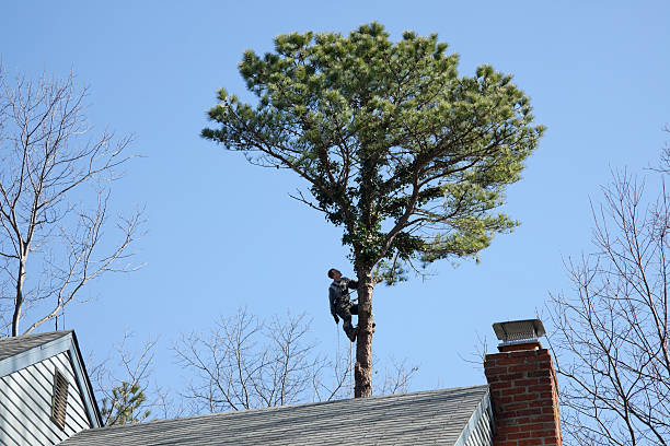 Best Tree Risk Assessment  in Allendale, SC